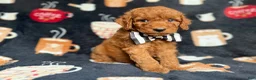 Cockapoo dogs for sale: Maverick - Ad 3