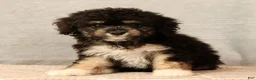 Mini Aussiedoodle dogs for sale: Chocolate - Ad 5