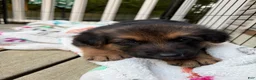 German Shepherd dogs for sale: Camo collar  - Ad 7