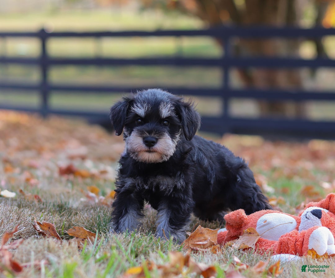 Miniature Schnauzer dogs for sale: Brianna - Ad 45