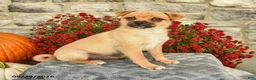 Mixed Breed dogs for sale: Troy - Ad 3