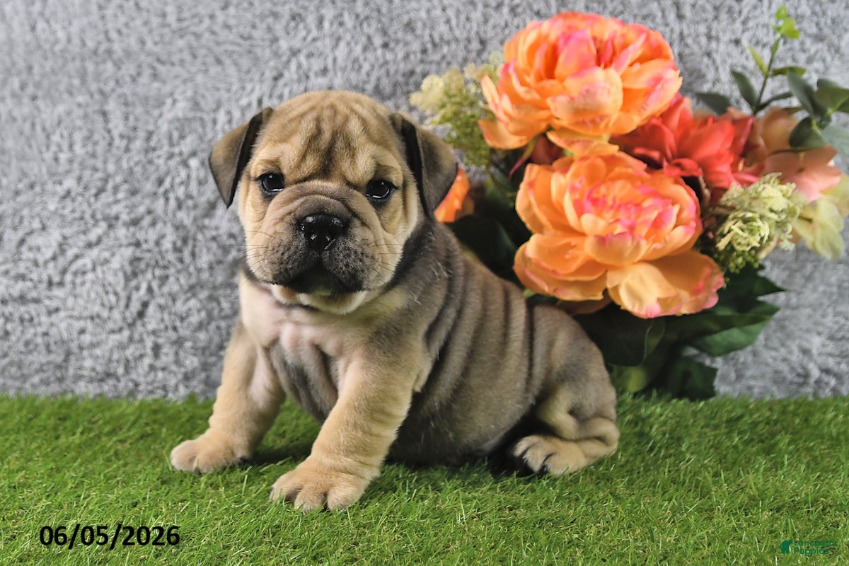 English Bulldog dogs Mitch - Ad 1