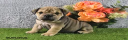 English Bulldog dogs for sale: Mitch - Ad 1
