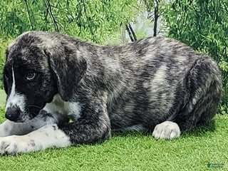 Anatolian Shepherd dogs - Ad 4