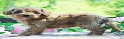 Cavapoo dogs for sale: Dolly - Ad 3