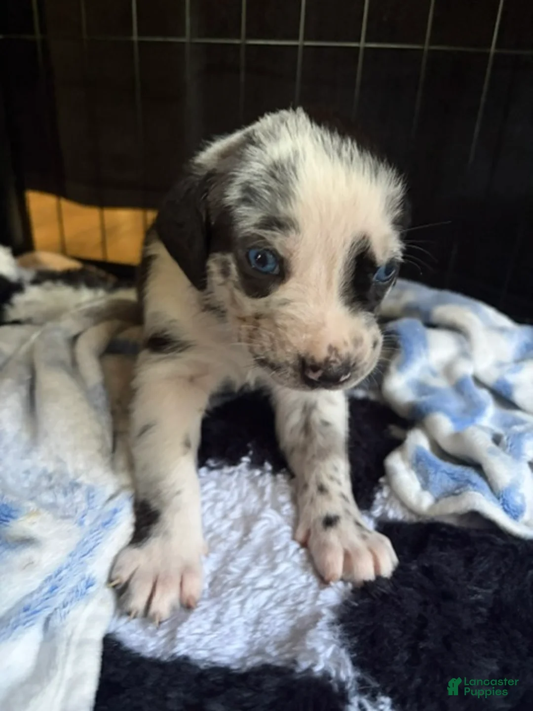 Catahoula Leopard Dog dogs for sale: Tilly - Ad 2
