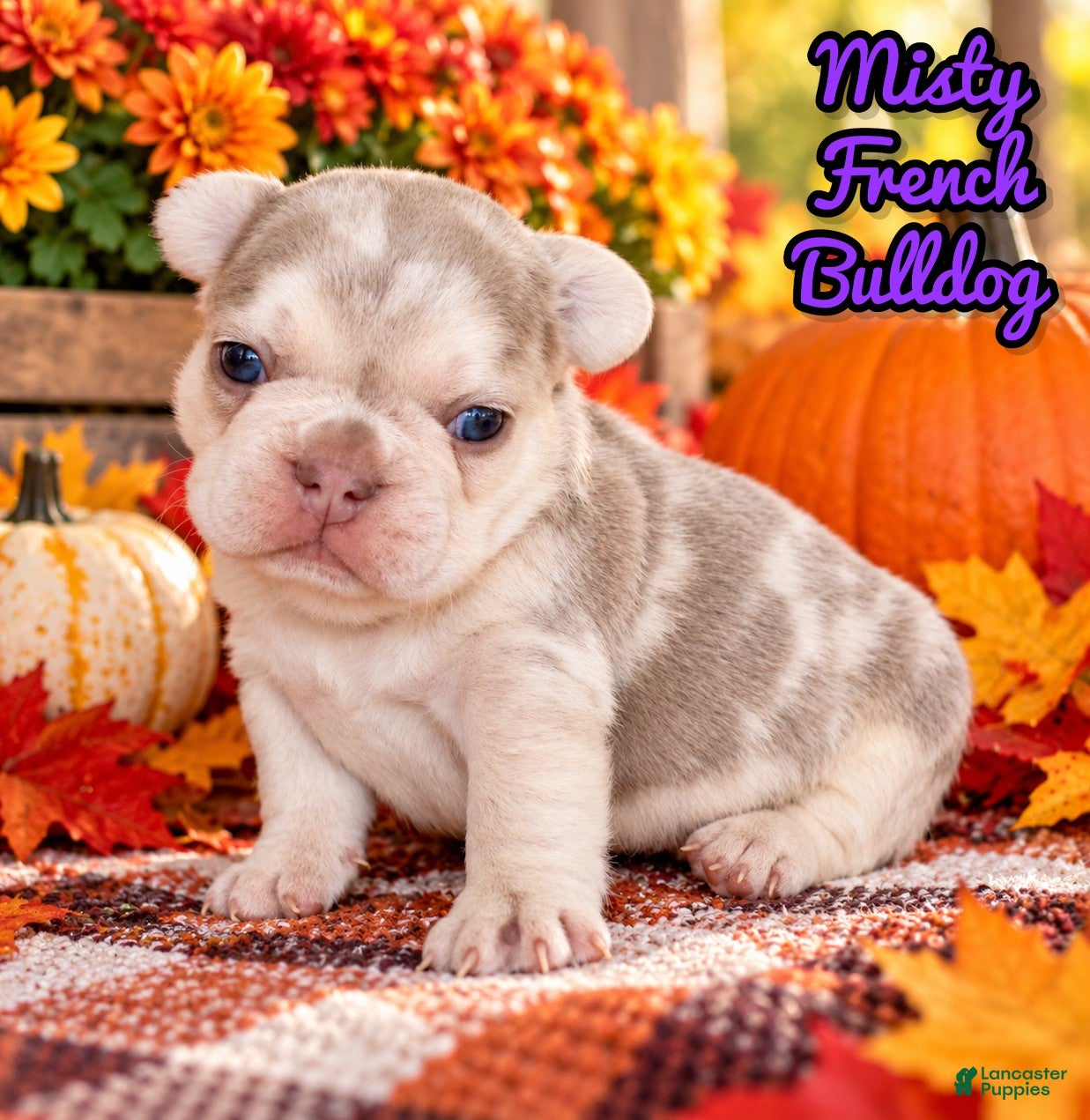 French Bulldog dogs for sale: Misty Female AKC French Bulldog - Ad 1