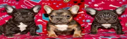 French Bulldog dogs for sale:  Puppy 3 - Ad 8