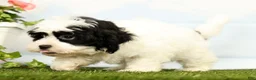 Shihpoo dogs for sale: Joey - Ad 5