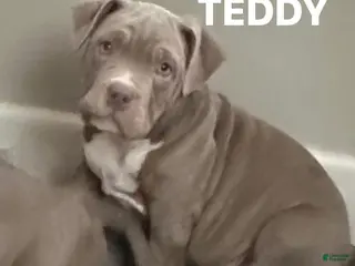 American Bully dogs American Bully Puppy 6 - Ad 23