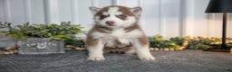 Siberian Husky dogs for sale: Tilly - Ad 2
