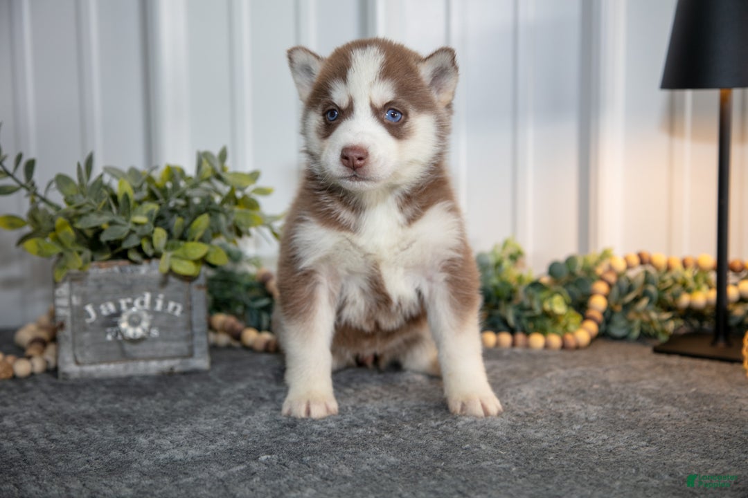Siberian Husky dogs for sale: Tilly - Ad 2