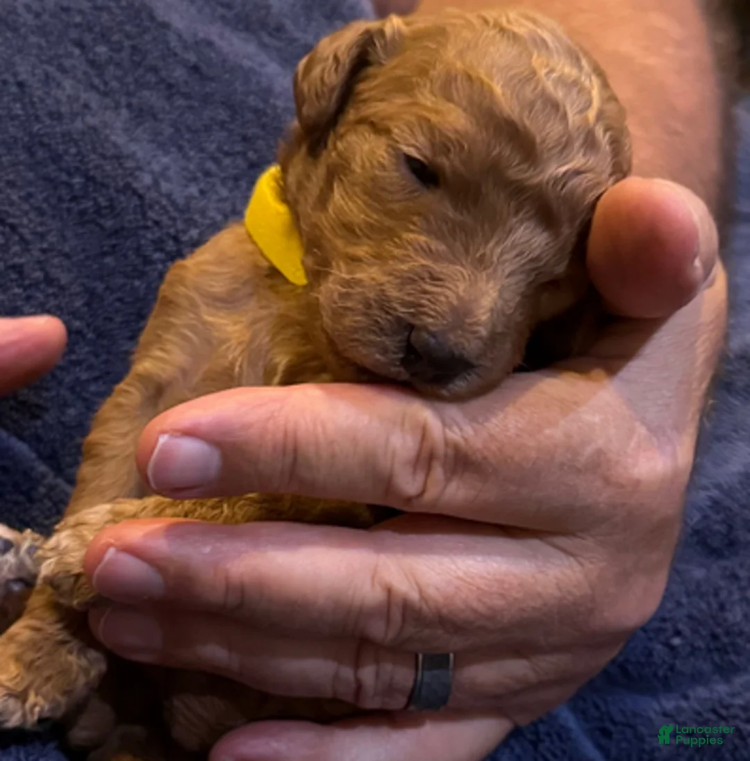 Goldendoodle dogs for sale: W25 Female Yellow Collar - Ad 5