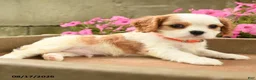 Cavalier King Charles Spaniel dogs for sale: Foster - Ad 3