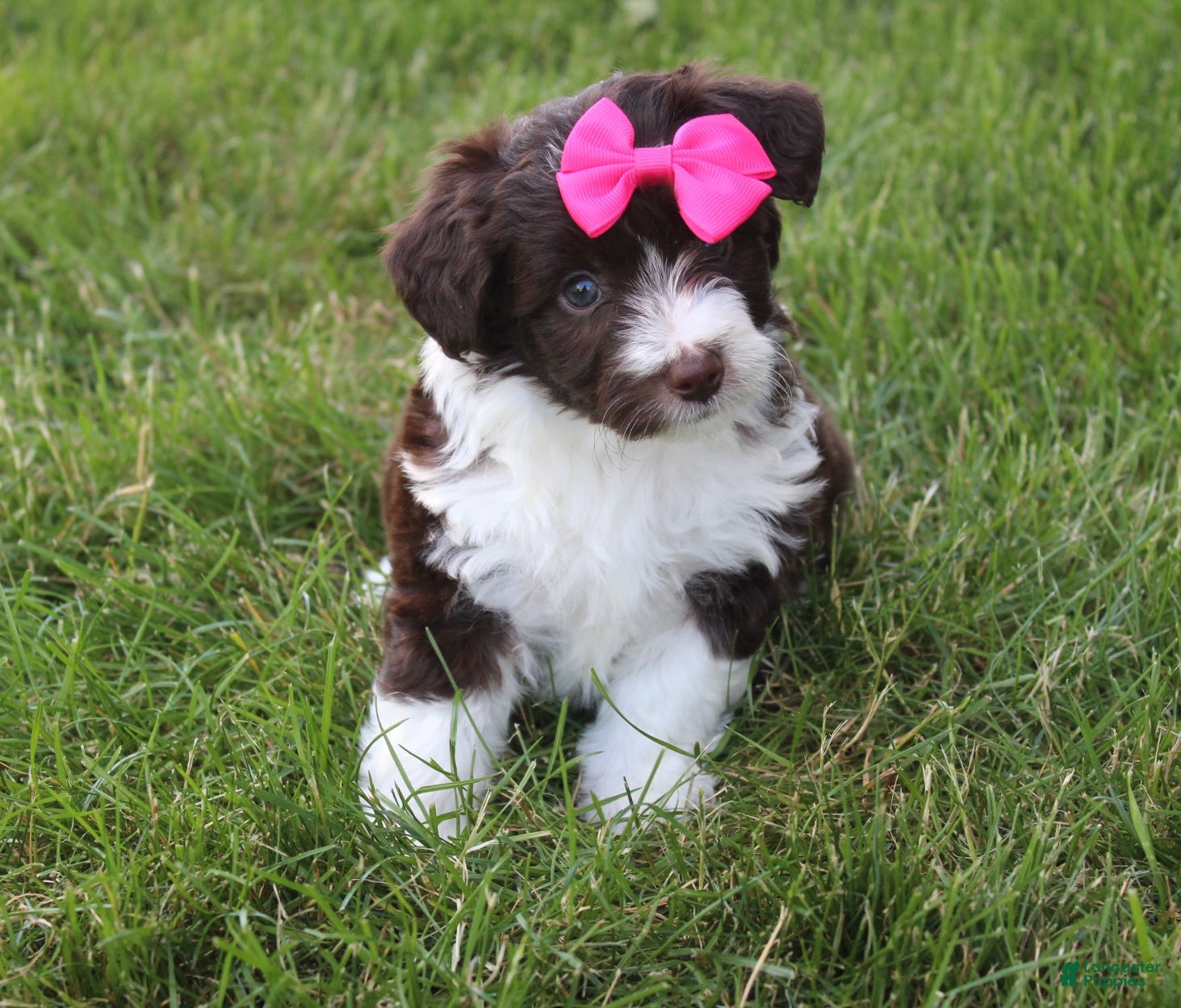 Mini Aussiedoodle dogs Jamie 🎀 - Ad 1