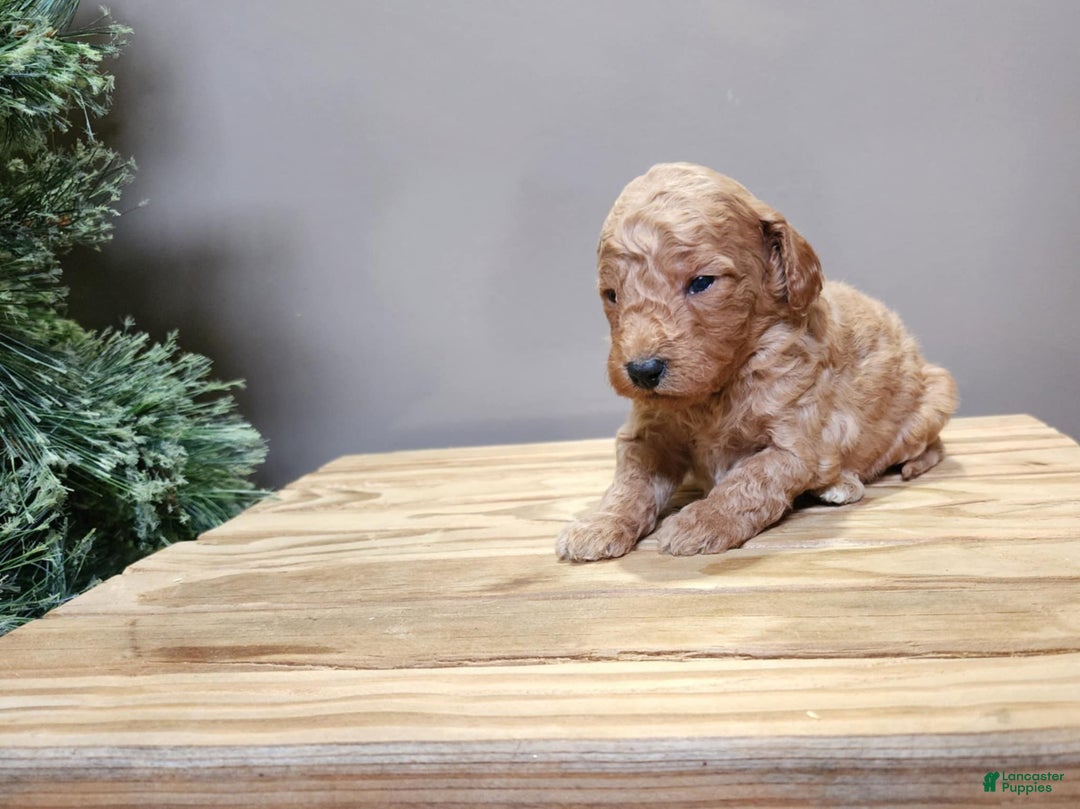 Mini Goldendoodle dogs for sale: Nash - Ad 3