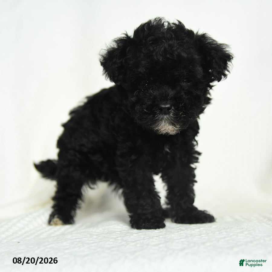 Toy Poodle dogs Oscar - Ad 2
