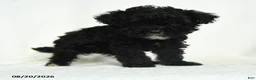 Toy Poodle dogs for sale: Oscar - Ad 2