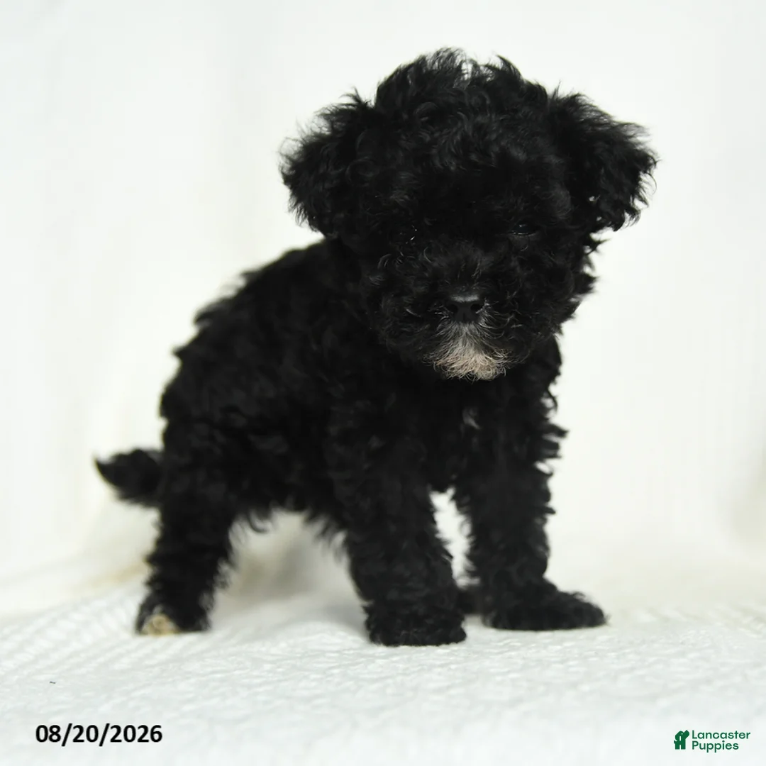Toy Poodle dogs for sale: Oscar - Ad 2