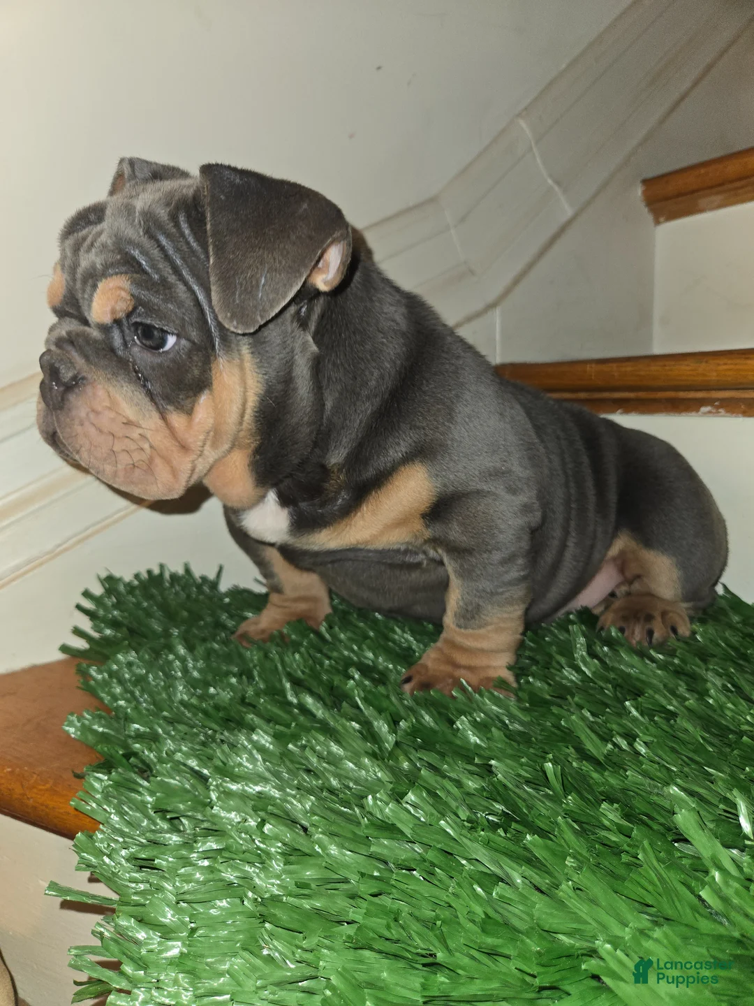 English Bulldog dogs for sale: English Bulldog Puppy 1 - Ad 2