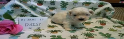 Maltipoo dogs for sale: Daisy - Ad 12