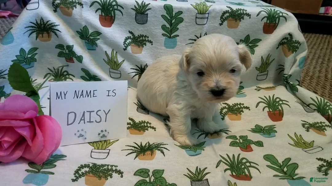 Maltipoo dogs for sale: Daisy - Ad 12