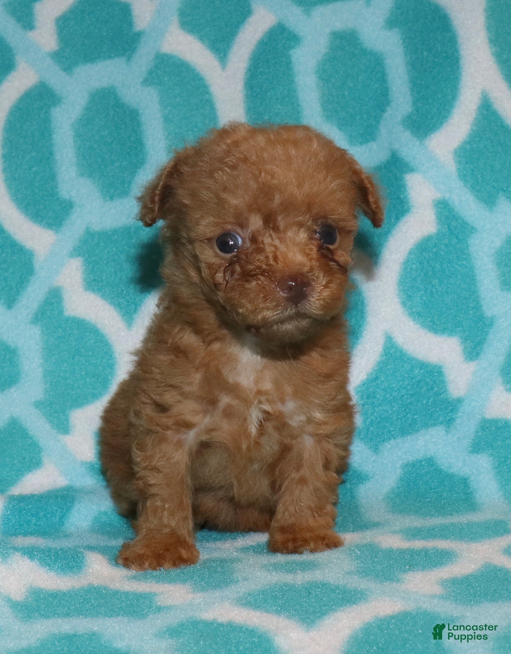 Toy Poodle dogs for sale: Double T Summer’s apricot male - Ad 19