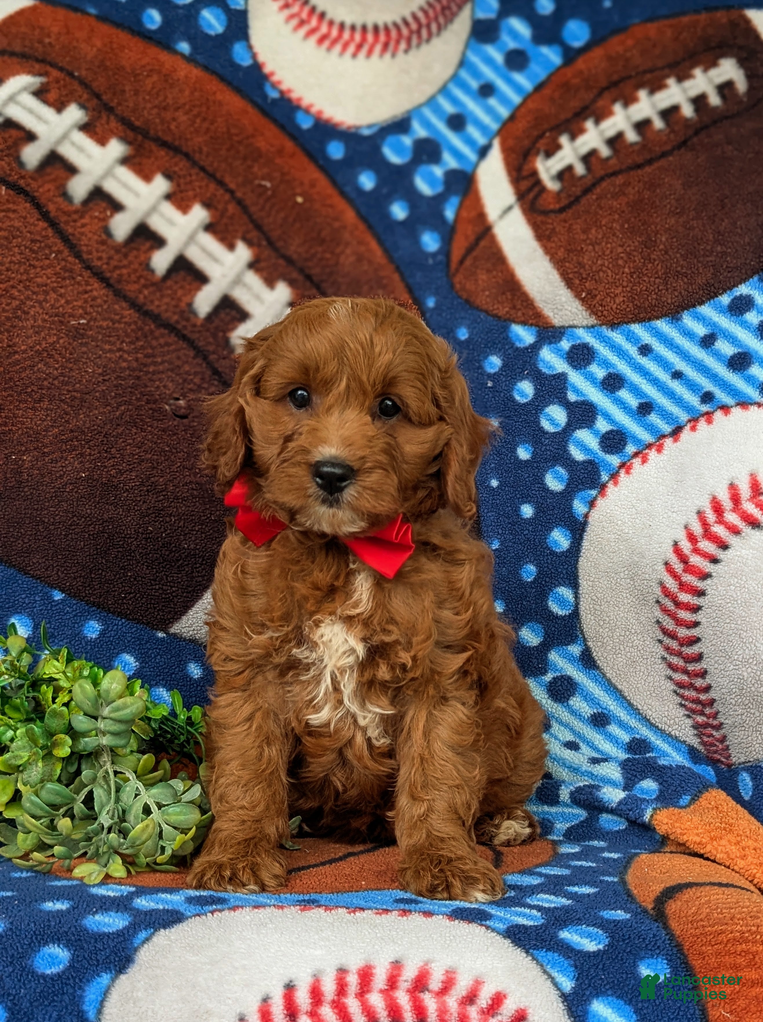 Cavapoo dogs Chauncey  - Ad 2