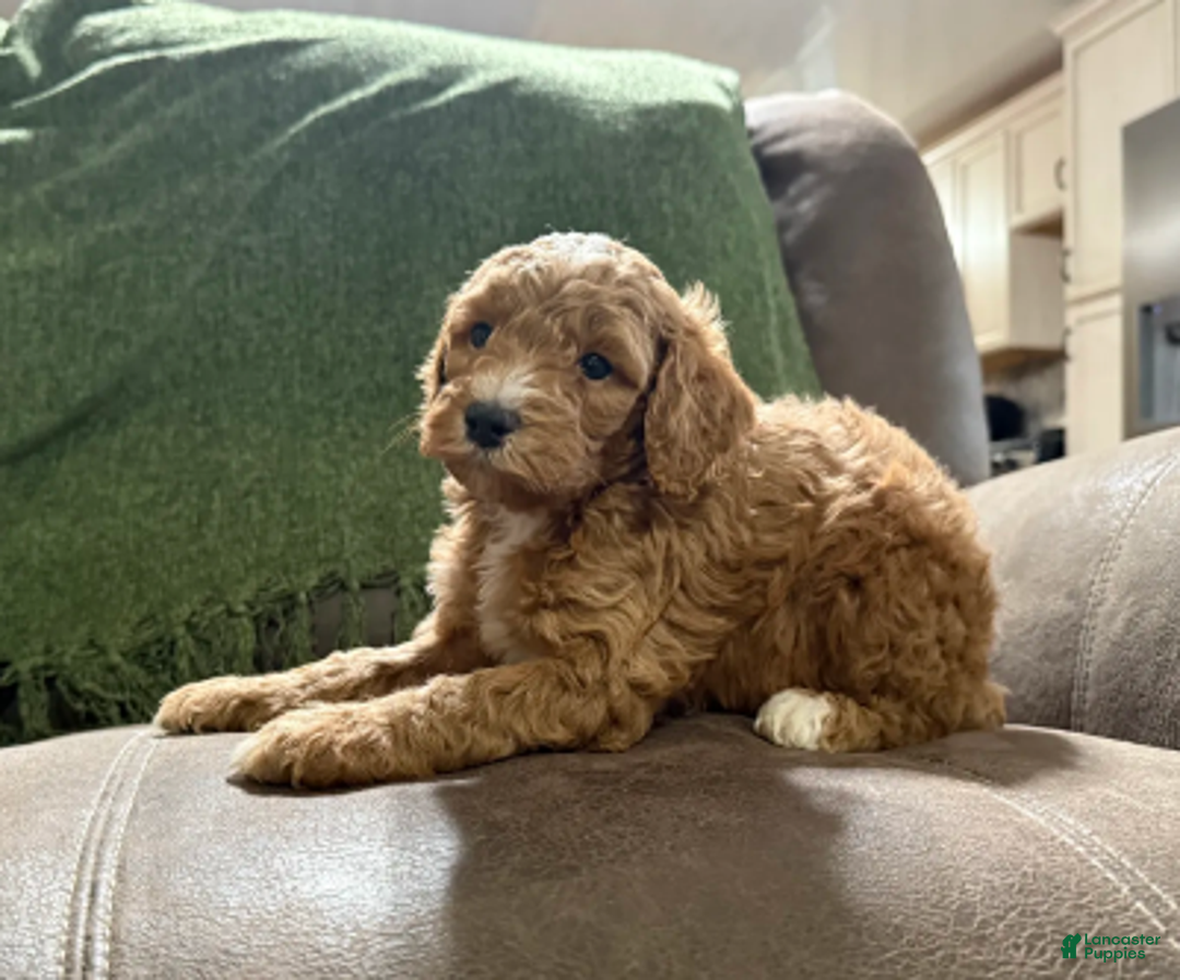 Miniature Poodle dogs for sale: Rocky - Ad 1