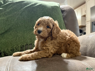 Miniature Poodle dogs Rocky - Ad 25