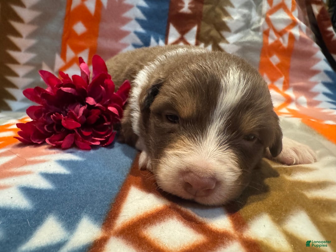 Australian Shepherd dogs for sale: Australian Shepherd Puppy 4 - Ad 3