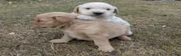 Golden Retriever dogs for sale: Golden Retriever Puppy 2 - Ad 3