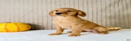 Golden Retriever dogs for sale: Dalila - Ad 2