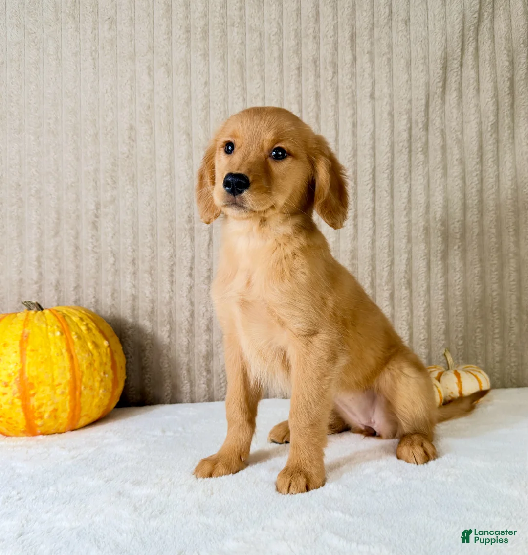 Golden Retriever dogs for sale: Dalila - Ad 2