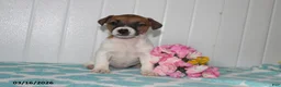 Jack Russell Terrier dogs for sale: Precious - Ad 4