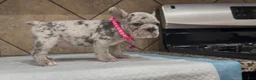 French Bulldog dogs for sale: Luna  - Ad 3