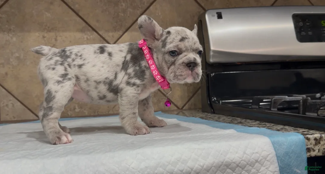 French Bulldog dogs for sale: Luna  - Ad 7