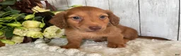 Miniature Dachshund dogs for sale: Lynn - Ad 6