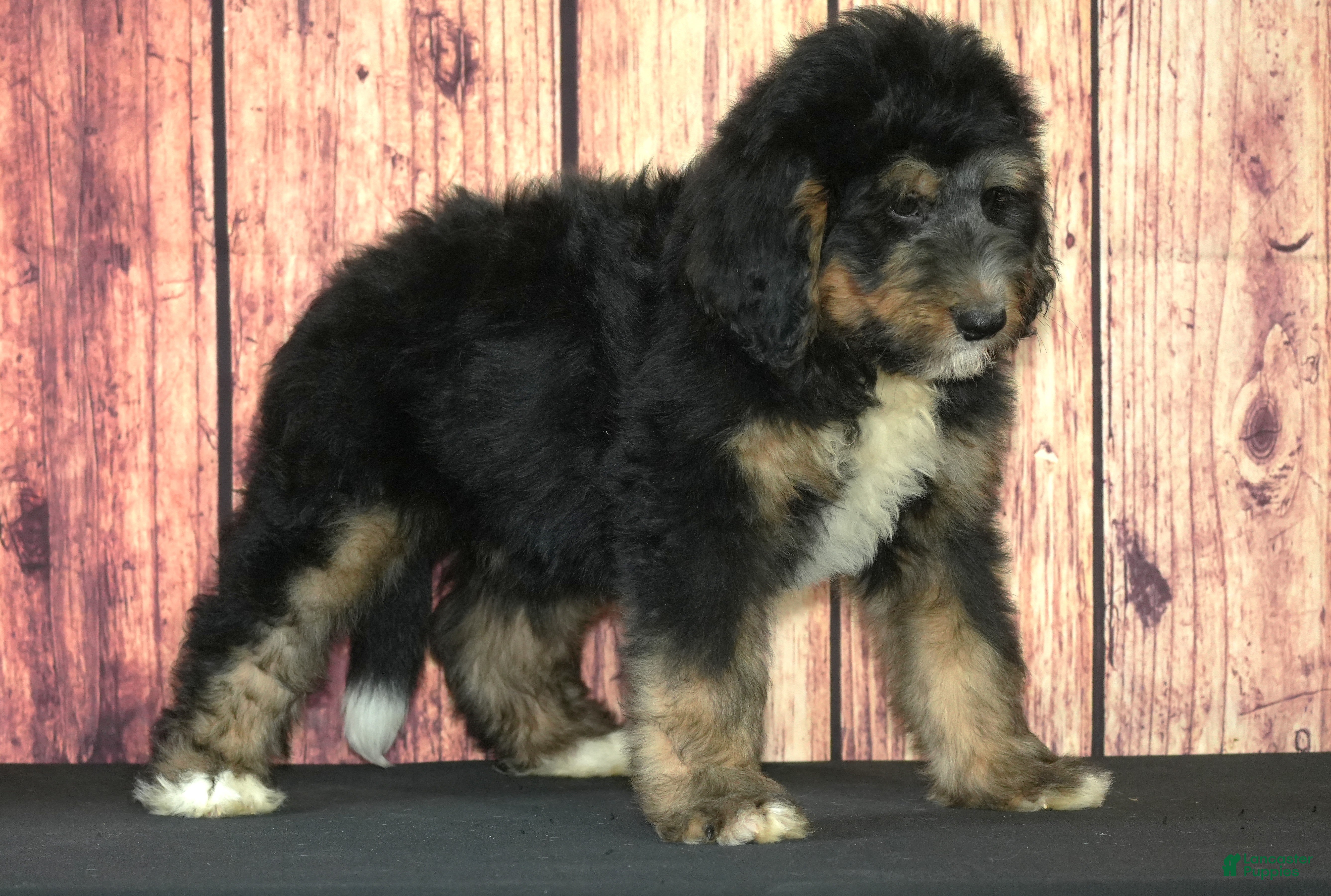 Bernedoodle dogs Garth F1 - Ad 38