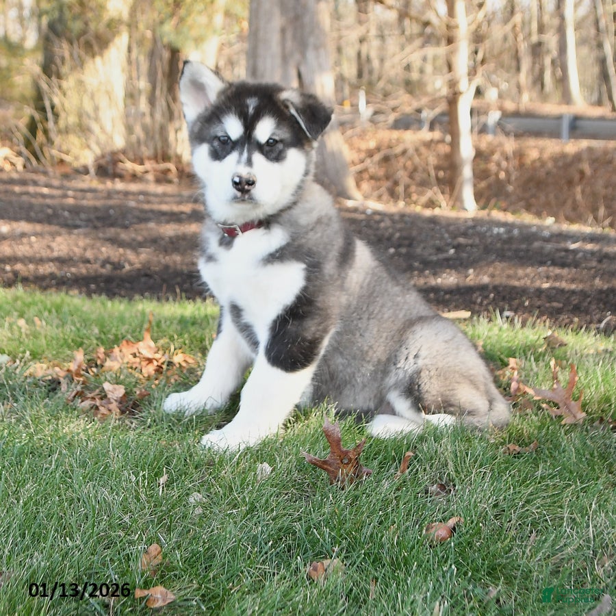 Alaskan Malamute dogs Saber - Ad 19