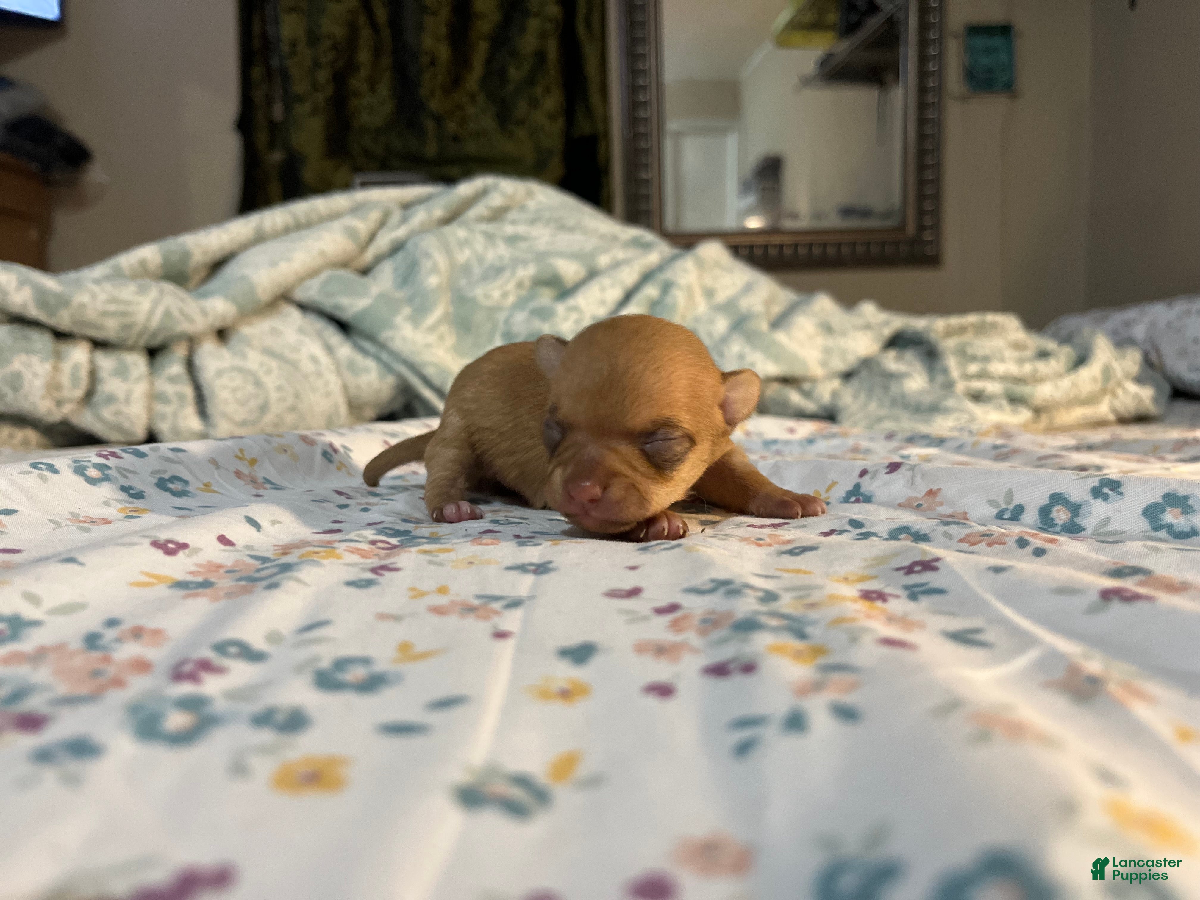 Chihuahua dogs Chihuahua Puppy 1 - Ad 17