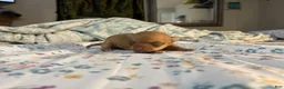 Chihuahua dogs for sale: Chihuahua Puppy 1 - Ad 1