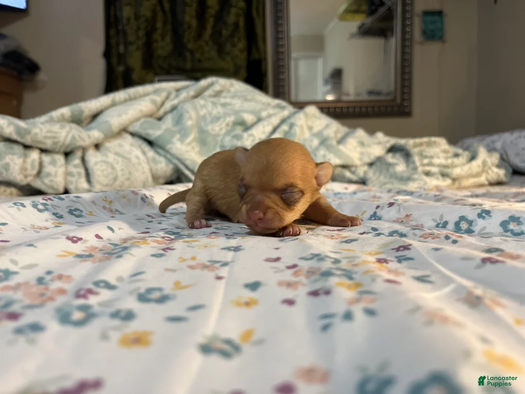 Chihuahua dogs for sale: Chihuahua Puppy 1 - Ad 1