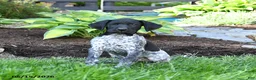 German Shorthaired Pointer dogs for sale: Pierre - Ad 3