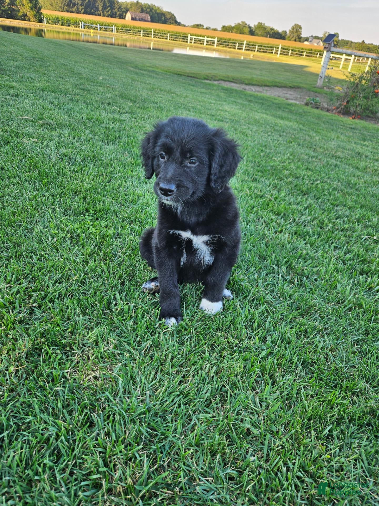 Mixed Breed dogs  Chloe - Ad 1