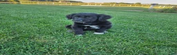 Mixed Breed dogs for sale:  Chloe - Ad 1