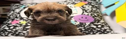 Mixed Breed dogs for sale: Chewpy - Ad 5