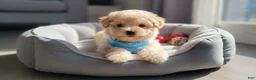 Maltipoo dogs for sale: TEDDY - Ad 4