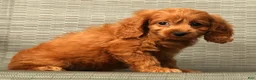 Cockapoo dogs for sale: Autumn - Ad 7