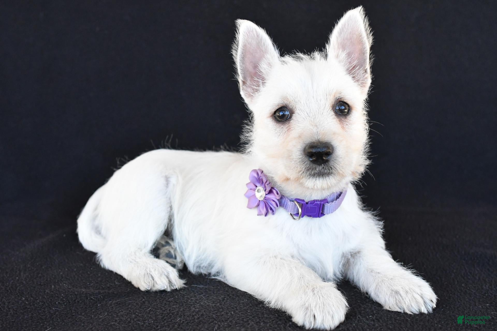 West Highland Terrier dogs for sale: Kara - Ad 2
